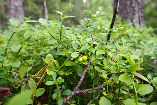 Blueberry, or Blueberry myrtle Vaccinium myrtillus, a low-growing shrub, a species of the genus Vaccinium of the family Heatheraceae. Forest wild blue purple berries and green leaves. Picking berries