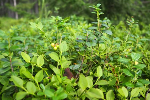 Blueberry, or Blueberry myrtle Vaccinium myrtillus, a low-growing shrub, a species of the genus Vaccinium of the family Heatheraceae. Forest wild blue purple berries and green leaves. Picking berries