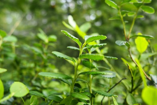 Blueberry, or Blueberry myrtle Vaccinium myrtillus, a low-growing shrub, a species of the genus Vaccinium of the family Heatheraceae. Forest wild blue purple berries and green leaves. Picking berries