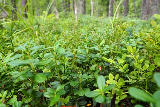 Blueberry, or Blueberry myrtle Vaccinium myrtillus, a low-growing shrub, a species of the genus Vaccinium of the family Heatheraceae. Forest wild blue purple berries and green leaves. Picking berries