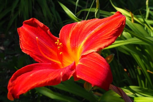 Hemerocallis hybrid Anzac is a genus of plants of the Lilaynikov family Asphodelaceae. Beautiful red lily flowers with six petals. Long thin green leaves. Flowering and crop production as a hobby.