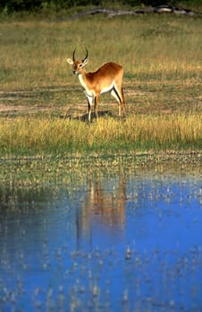 Lechwe (Kobus leche), Moremi Wildlife Reserve, Ngamiland, Botswana, Africa