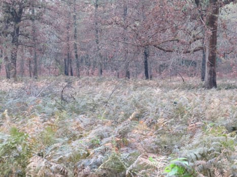 landscape in autumn forest season rain cold sadness muted colors