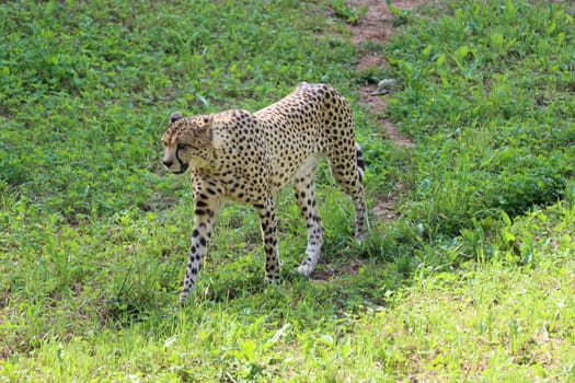 beautiful cheetah fast dangerous wild stealth carnivorous hunter