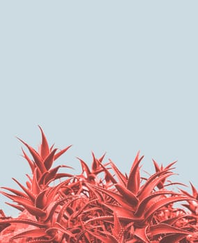 Minimal contemporary creative design with aloe plant in coral color of the year. Unique and trendy surreal pastel background.