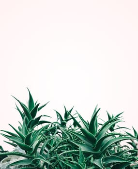 Cool minimal nature design with aloe vera plant in pastel and green color. Creative contemporary and trendy background layout.
