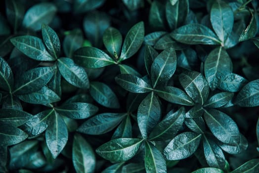Green forest leaves background from above. Modern nature and eco environment pattern creative flat lay layout. Trendy dark moody greenery texture top view.