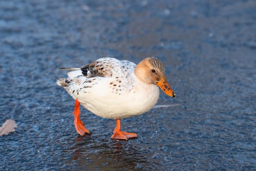 Hybrid albino mallard duck, anas platyrhynchos, waddle on frozen and snow covered wetland in winter, birds