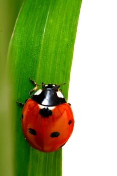 ladybug on grass isolated on white