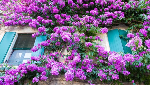 Blooming bouganville flower in summer season- exterior decoration of Italian home with traditional window