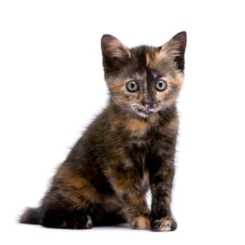 Tortoiseshell cat (2 months) in front of a white background