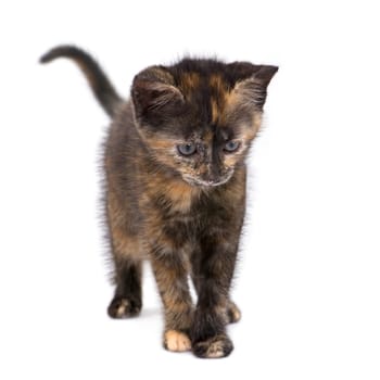 Tortoiseshell cat (2 months) in front of a white background