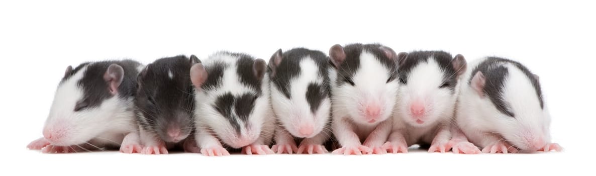 babby Rat in front of a white background