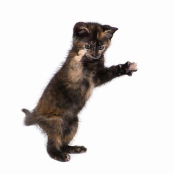 Tortoiseshell cat (2 months) in front of a white background