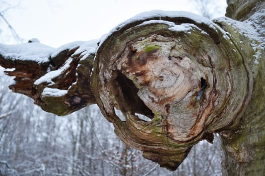 Old oak in the Sababurg forest