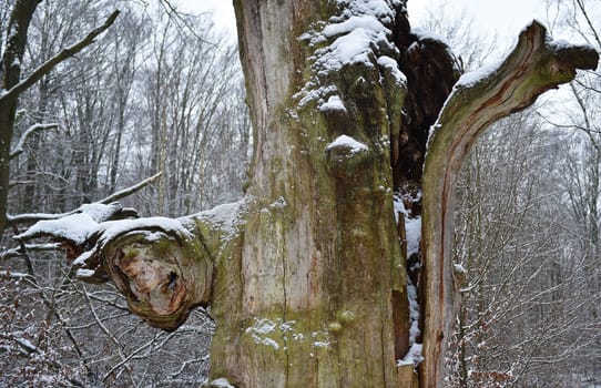 Old oak in the Sababurg forest