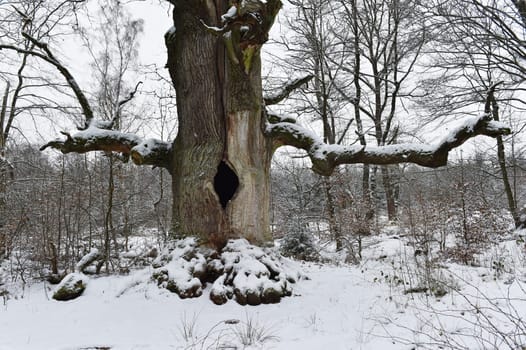 Old oak in the Sababurg forest