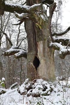 Old oak in the Sababurg forest