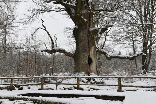 Old oak in the Sababurg forest