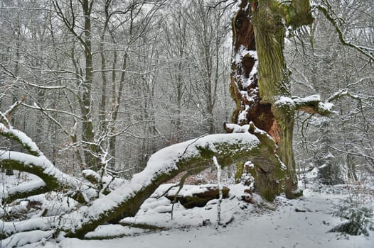 Old oak in the Sababurg forest