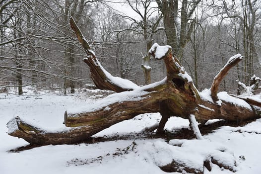 Old oak in the Sababurg forest