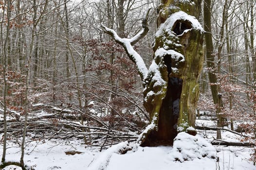 Old oak in the Sababurg forest