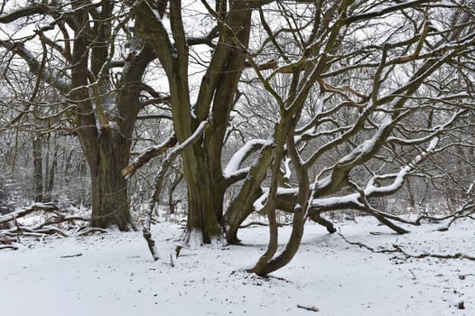 Beech in the Sababurg jungle