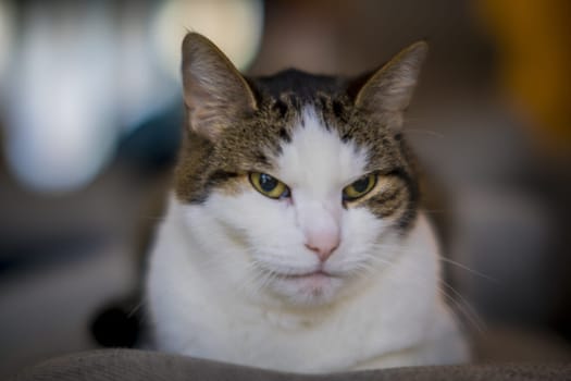 close-up shot of a cat