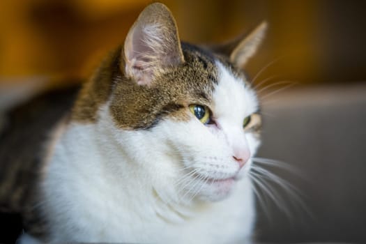 close-up shot of a cat