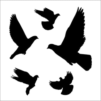 flying dove silhouette on white, vector illustration