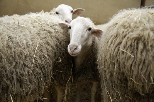 Detail of mammals in a farm, meat industry