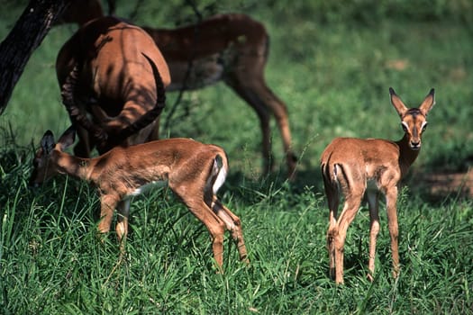 Impala (Aepyceros melampus), Kruger National Park, mpumalanga, South Africa.