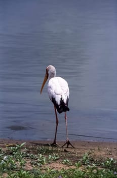 Yellowbilled Stork (Mycteria ibis, Selous Game Reserve, Morogoro, Tanzania, Africa