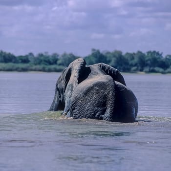 Elephant (Loxodonta africana), Selous Game Reserve, Morogoro, Tanzania, Africa