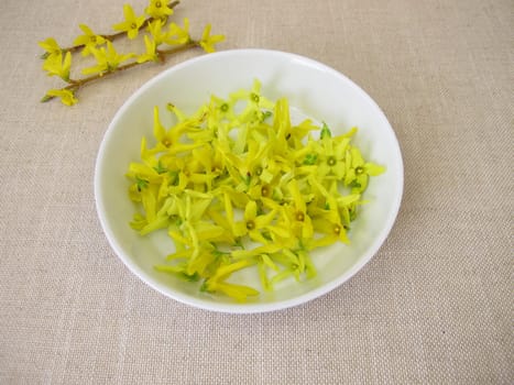 Forsythia flowers, fresh yellow blossoms of the golden bell