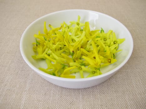 Forsythia flowers, fresh yellow blossoms of the golden bell