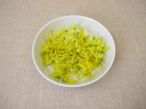 Forsythia flowers, fresh yellow blossoms of the golden bell