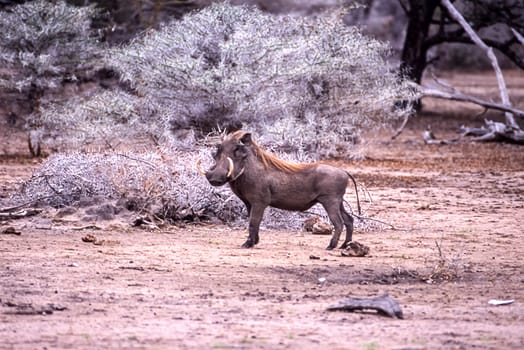 Warthog (Phacochoerus aethiopicus), Selous Game Reserve, Morogoro, Tanzania, Africa