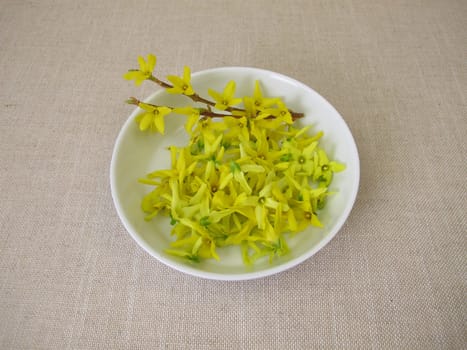 Forsythia flowers, fresh yellow blossoms of the golden bell