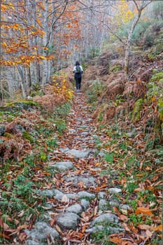 Trekker walking through chesnut forest. Magic Autumn at Ambroz Valley, Extremadura, Spain