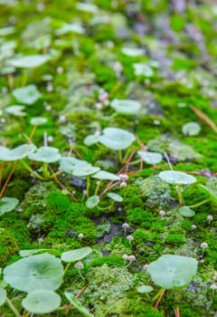 Little mushroom growing between navelworts on wet green tree bark. Closeup