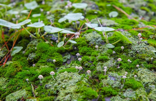 Little mushroom growing between navelworts on wet green tree bark. Closeup