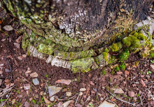 Old mossy layers of cork oak trunk. Overhead view