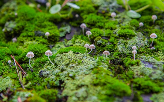Little mushroom growing between navelworts on wet green tree bark. Closeup