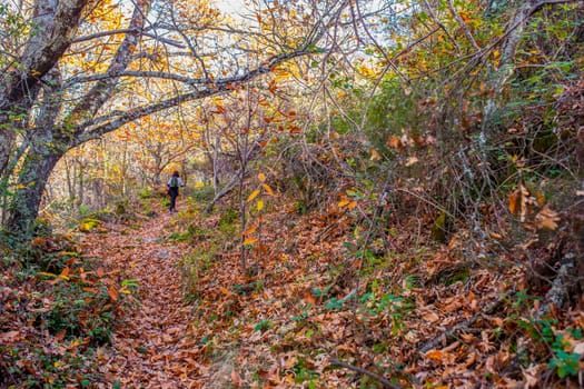 Trekker walking through chesnut forest. Magic Autumn at Ambroz Valley, Extremadura, Spain