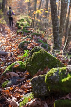 Trekker walking through chesnut forest. Magic Autumn at Ambroz Valley, Extremadura, Spain