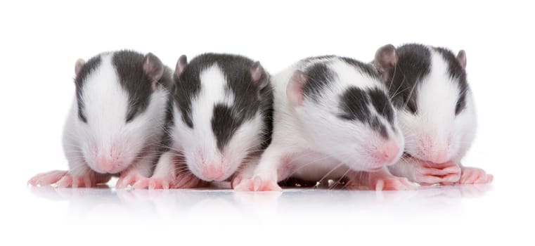 babby Rat in front of a white background
