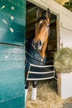Thoroughbred race horse in a stable in Lexington, Kentucky