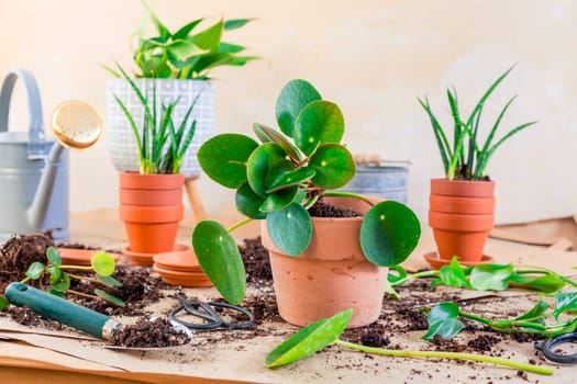 Transplanting plant a into a new pot, replanting of houseplants, gardening concept