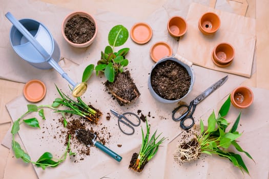 Transplanting plant a into a new pot, replanting of houseplants, gardening concept